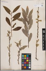 Foto von Salix discolor Muhl.